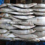 Sea Frozen Best Price Light Catching Sardine for Market thumbnail-1