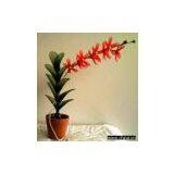Phalaenopsis Amabilis Artificial Flower thumbnail-1