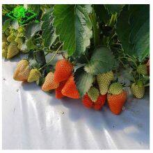 Best Sale UV Protection Greenhouse Black/White Plastic Mulch Film thumbnail-1