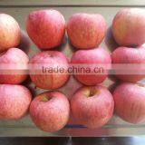 Famous Apples thumbnail-4