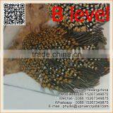 Party Headdress Clothes Decoration Jungle Cock Quality Choice thumbnail-3