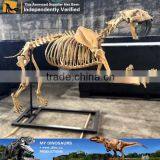 MY Dino-C077 Life Size Dog Skeleton for Decoration thumbnail-2