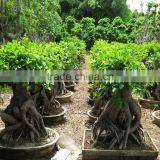 Natural Ficus Ginseng Flower Bonsai thumbnail-6