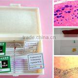 Educational Medical Microbiology Prepared Slides