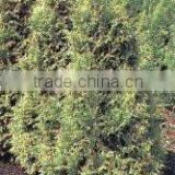 Thuja Plicata Gelderland Plant