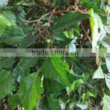 Whole Sale Artificial Birch Tree for Decoration thumbnail-2