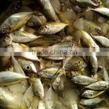 Frozen Squid Malaysia of Horsr Mackerel thumbnail-2