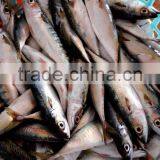 Frozen Fish Pacific Mackerel thumbnail-2