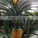 Artificial Pineapple Tree, Artificial Tree, Artificial Apple Tree thumbnail-4