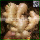 Fresh Ginger for China/air Dry Ginger thumbnail-2