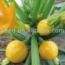 Jinzhu No. 2 Chinese Yellow Skin Hybrid Squash/zucchini Seeds thumbnail-2