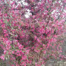 Prices of Sichuan North American Crabapples, Quotation List From the Base, Manufacturers and Wholesalers thumbnail-5