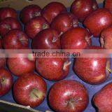 Fgolden Apple Fruit Price Red Apple thumbnail-1