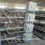 Africa Market Nigeria Farm Use Best Price Pullet Rearing Cage for One Day Old Chicks thumbnail-2