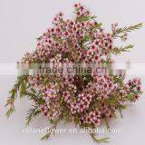 Valentine's Day Wholesale Fresh Cut Red Wintersweet Flower thumbnail-3