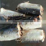 Canned Mackerel Fish in 155g