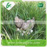 Fresh Quail Eggs Export India thumbnail-4