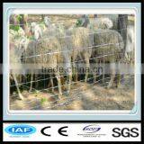 Hot Dipped Galvanized Wire Fencing Horses thumbnail-4