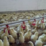 automatic  poultry  drinking system