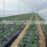 Low Cost Strawberries Agricultural Tunnel Greenhouse thumbnail-3
