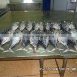 Frozen Skipjack Tuna thumbnail-1