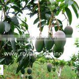 Mangifera Indica Outdoor Fruit Trees
