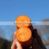 Wholesale Baby Carrots With Good Price thumbnail-5
