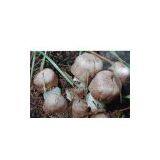 Agaricus Blazei Extract thumbnail-1