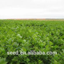 Chines Factory Good Quality Celery Seeds for Planting thumbnail-5