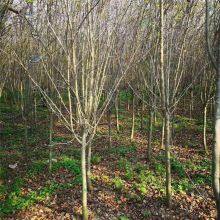 Prices of 3cm, 4cm, and 5cm Malus Micromalus, Price Quotation From the Place of Origin, High Survival Rate thumbnail-5