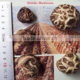 Hot Sales Dried Shiitake Mushroom With FDA Certification From China thumbnail-1
