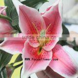 Wholesale Home Decor Wholesale Fresh Cut Flowers With 1.7~3.5KG/Bundle Fresh Cut Marigold Flowers Named As Fresh Cut Lily Tiber thumbnail-3