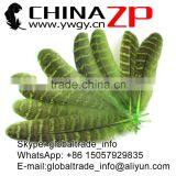 ZPDECOR Feather Dyed Green Hen Ringneck Pheasant Wing Quills Feather thumbnail-3