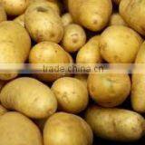 POTATO