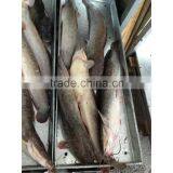 Frozen Clarias Fuscus whole round