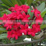 Natural Outdoor Plants Plumeria Rubra Red Flower thumbnail-6