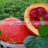 Yobe Pure Gac - the Best Quality Gac Oil for Health & Beauty thumbnail-3