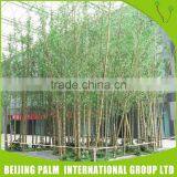 Ecological Artificia Bonsai Trees Bonsai thumbnail-2