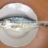 Land Frozen Horse Mackerel BQF 6-8pcs/kg thumbnail-3