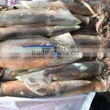 Frozen Illex Squid 400/600g Whole Round thumbnail-1