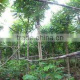 Spathodea Campanulata Potted in Bags thumbnail-1