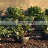 Trithrinax Campestris Palm Tree thumbnail-3