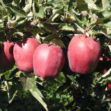 Chinese HuaNiu Apple thumbnail-1