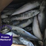 Most Favorable SeaFrozen Pacific Mackerel From China