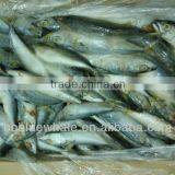 Scomber Japonicus Australasicus