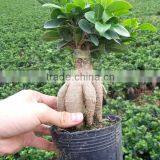 Natural Ficus Ginseng Flower Bonsai thumbnail-1