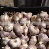 Fresh Garlic thumbnail-3