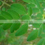 Bulk Moringa Leaf Powder Price ( Skype: Liu.diana 79, Whatsapp: +861502902563) thumbnail-4