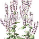 100% Pure Natural ClarySage Essential Oil(Salvia Sclarea) thumbnail-1