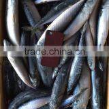 Seafood WR Frozen Mackerel Fish thumbnail-3